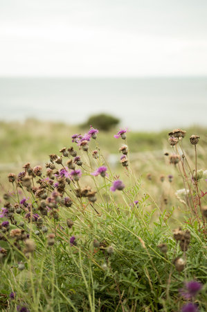 Purple wildflowers growing next to the seaside, u.k.の写真素材
