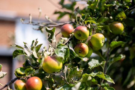 Branch of green apples hanging on tree in garden