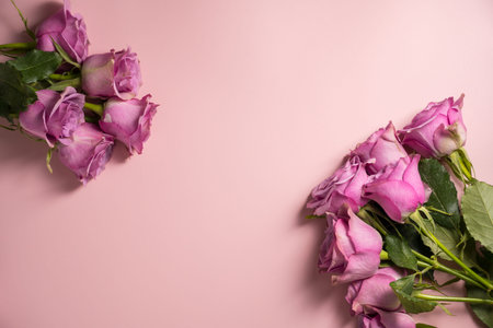 Pink roses fresh flowers over pink background, flat lay, copy space