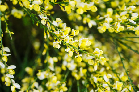 Blooming yellow flowers of Cytisus scoparius, Scotch broom.の写真素材
