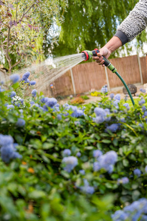 Male hand with hose and water jet watering the garden.の写真素材