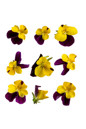 Purple and yellow pansy flower heads isolated on whiteの写真素材