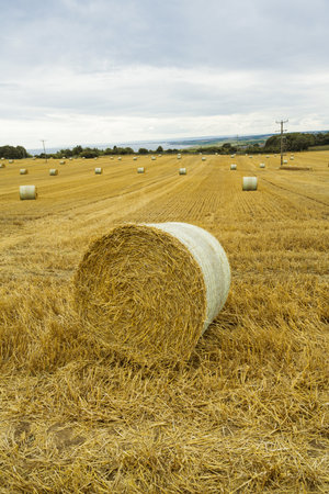 Round hay bales on a field. Midsummer collection of dry hay.の写真素材