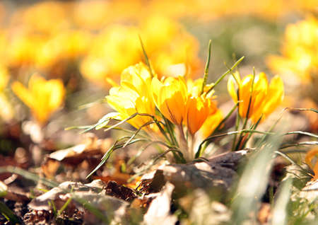 Blooming yellow crocuses shooting from ground level with shallow depth of a field