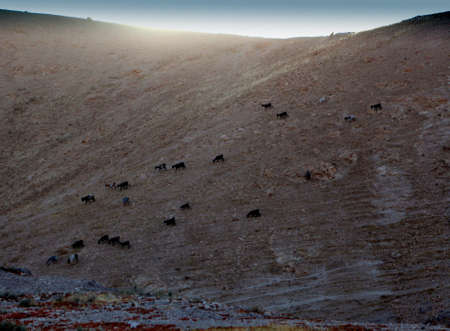 wild goats standing on the crest of the mountainの写真素材