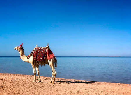 camel in christas hat with coat decorations is walking at the beach in christmas timeの写真素材