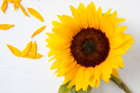 Yellow sunflower on a white background. Space for Text. isolated on white background. Sunflower blooming. Bright yellow flowersの写真素材