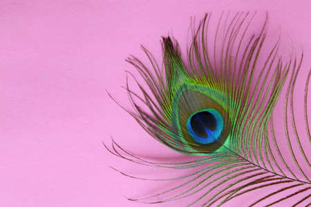 Detail of peacock feather eye on a pink background. Luxury Abstract Texture for Peafowl wallpaper,...