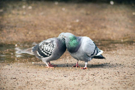 Kissing doves. Columba livia domestica at the steet. Spring time consept. two white pigeons in love kissingの写真素材