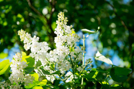 Lilac blooms at spring time. A beautiful bunch of flowers closeup. Petal, Floral and Flowering concept. Lilac Bush Bloom. Lilac flowers in countryside or park or garden.の写真素材