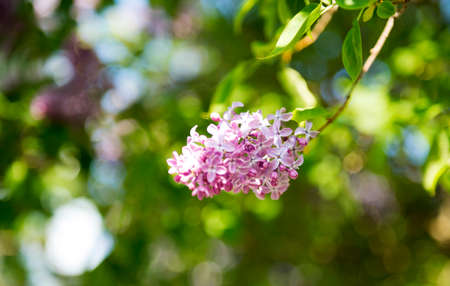 Lilac blooms at spring time. A beautiful bunch of flowers closeup. Petal, Floral and Flowering...