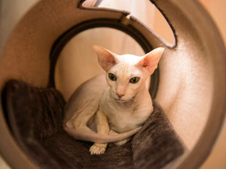 Oriental shothair cat or kitten sitting at tunnel-cat-house. Sphinx kitty in a cozy cat tunnel at...