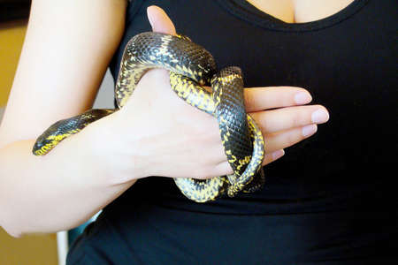 Woman's Hands Holding Common Snake. Grass Snake Natrix natrix on a human hands. Person caught a...