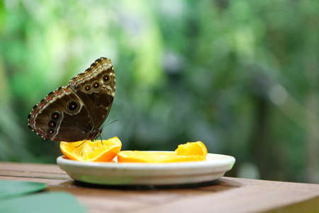 tropical butterfly Caligo Atreus eating perched on orange slice at the plate. Feeding incects. wild nature creaturesの写真素材
