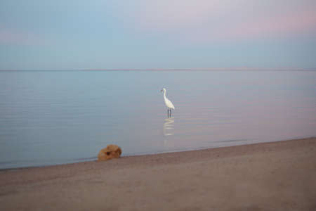 Beautiful white heron stands on golden beach at the pink sunset, selective focus, reflections. Fantastic terrific dreamlike romantic landscape. Concept of an paradise - ideal beach exotic vacation. Sharm el Sheikh.の写真素材