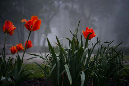 Flowers at the foggy garden or park in the spring cloudy foggy day.の写真素材