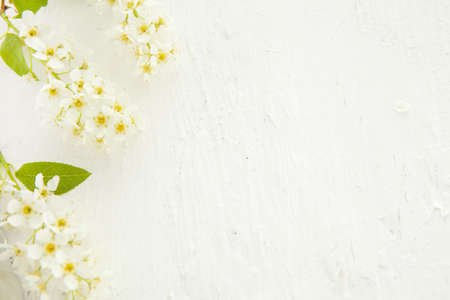 Beautiful pastel floral border with bird cherry beautiful blurred background. shallow depth of field...