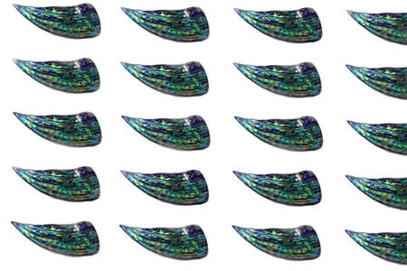 Pattern or abstract image pf blue polished surface of nacre mollusk shells isolated on white...