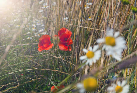 Golden wheat field with red poppies flower. red poppies on a field at summertime