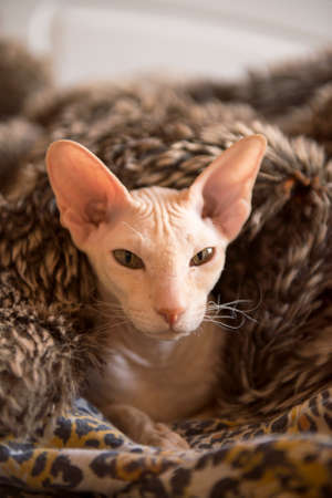 oriental cat portrait. funny hairless oriental cat in towel, peterbald