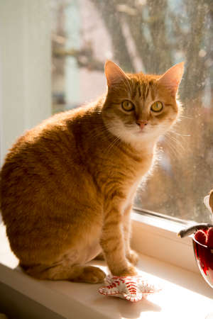 orange cat sitting at the window at home. Female, cute cat on windowsill looking up at birds staring through glass outside. sunny dayの写真素材