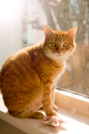 orange cat sitting at the window at home. Female, cute cat on windowsill looking up at birds staring through glass outside. sunny day outsideの写真素材