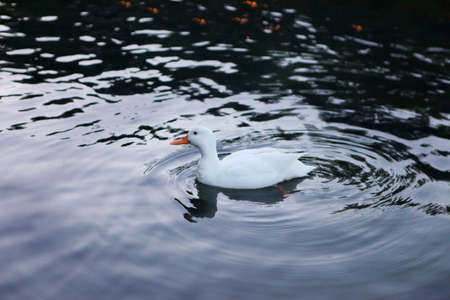 white duck with orange beak swimming in the lake