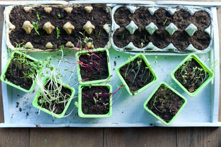 Potted seedlings growing in biodegradable peat moss pots on wooden background - young spring plants...