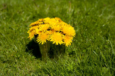 Dandelions flowers in a metallic pot on the grass. summer rimeの写真素材