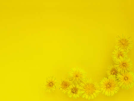 Background of flowers, yellow dandelions heads. dandelions on yellowの写真素材
