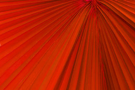 red tropical palm leaf close up surface texture image as background image. palmtree leaf texture with stripesの写真素材