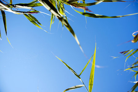 Green grass, sunshine behind of leaves and blue sky background, copy space for text