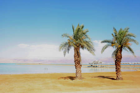two palms on dead sea. lawn and a palm tree on quay near a medical beach on the Dead Sea in Israel