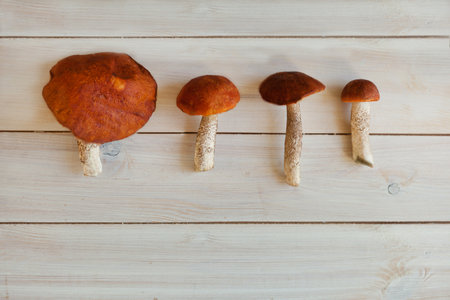 Different size of Boletus on white wooden table in a row, delicious gourmet porcini mushrooms, topviewの写真素材