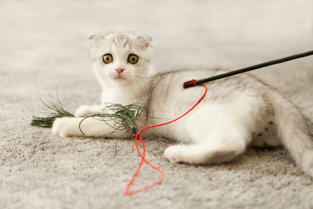 scottish fold kitty. White cat playing toy with feathers. Scottish fold cat bite toy on white carpetの写真素材