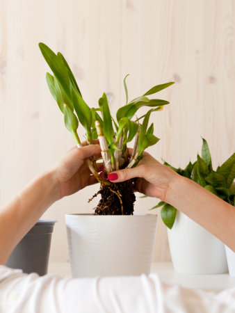 woman holding green homeplants with white pot. table home Collection various succulents. Potted plantの写真素材