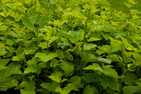 background shot of leafy greesn fresh grass lawn