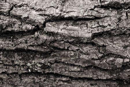 natural wood rough brown backgroundの写真素材