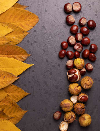 ripe autumn chestnuts