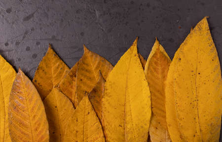 autumn yellow leaves