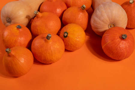 a group of orange pumpkinsの写真素材