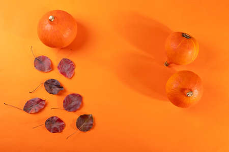 little orange pumpkinsの写真素材