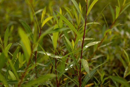 natural green grass
