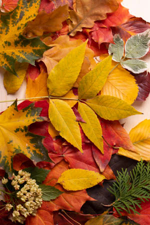 bright red and yellow leaves on wooden surfaceの写真素材