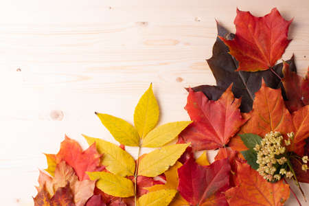 bright red and yellow leaves on wooden surfaceの写真素材