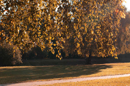autumn seasonal view of a parkの写真素材