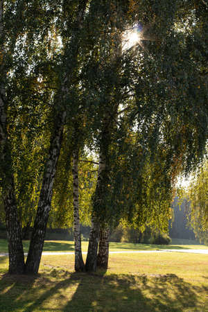 autumn seasonal view of a parkの写真素材