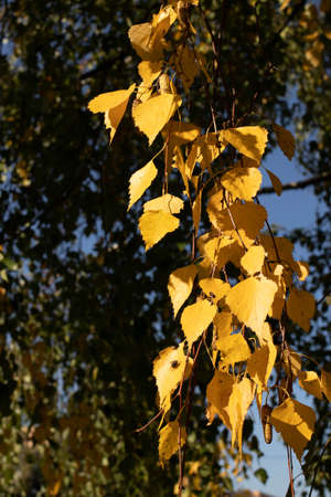 autumn seasonal view of a parkの写真素材
