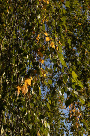 autumn seasonal view of a parkの写真素材
