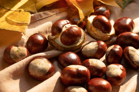 autumn concept